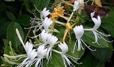 Photo of Caprifoglio del Giappone (Lonicera japonica)