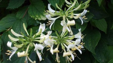 Photo of Madressilva (Lonicera)