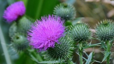 Photo of 4 Weeds muito comuns no jardim e como combatê-las