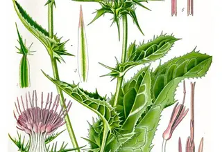 Photo of Milk Thistle, propriedades e usos medicinais