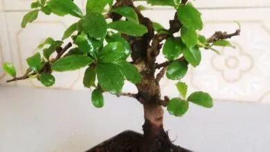 Photo of Carmona bonsai