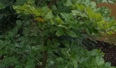 Photo of Hornbeam – Carpinus betulus