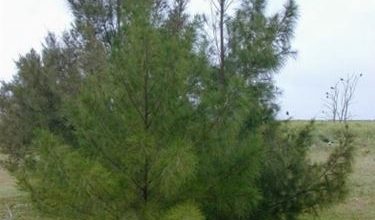 Photo of Casuarina Comum