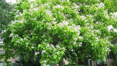 Photo of Mosquitos catalpa