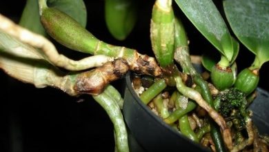 Photo of Orquídea cattleya