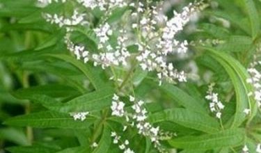 Photo of Cedrina – Lippia citriodora