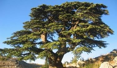 Photo of Cedro do libano