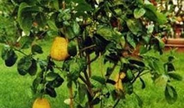 Photo of Cedro – Citrus medica