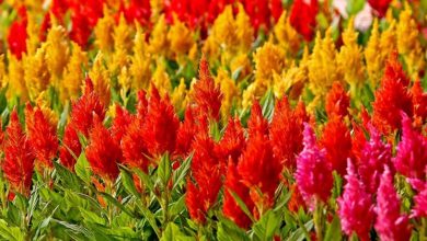 Photo of Celosia