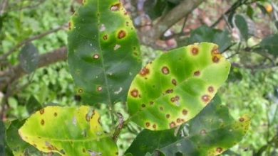 Photo of Fungos no Jardim: Diferença entre o oídio, oídio, Botrytis e ferrugem