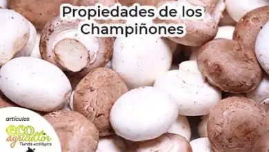 Photo of Cogumelos, benefícios e propriedades nutricionais