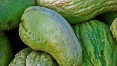 Photo of Pragas e doenças do Chayote: Guia Completo com fotos