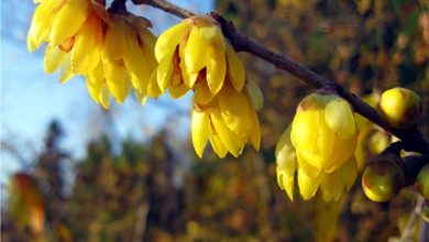 Photo of Chimonanthus praecox