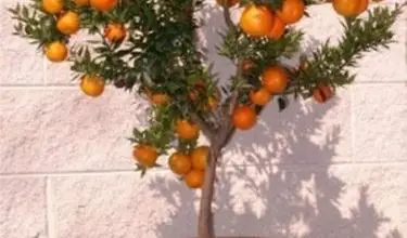 Photo of Chinotto – Citrus myrtifolia