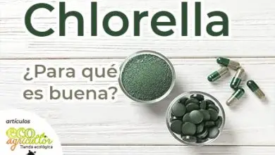 Photo of Chlorella: Propriedades, benefícios e como jogar esta alga