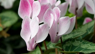 Photo of Significado de Cyclamen