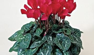 Photo of Cyclamen