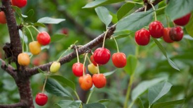 Photo of Cereja – Prunus avium