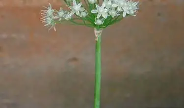 Photo of Cebola – Allium cepa
