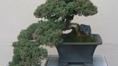 Photo of Cipresso bonsai
