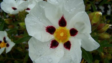 Photo of Cistus