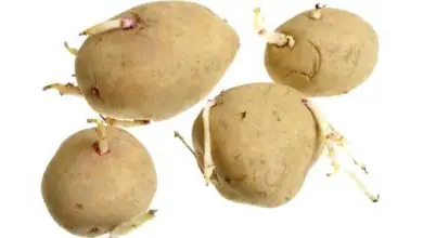 Photo of Como a regredir batata: batata plantio em 5 etapas fáceis