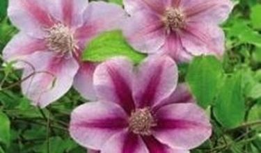 Photo of Clematis