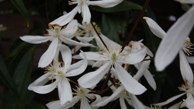 Photo of Clematis armandii