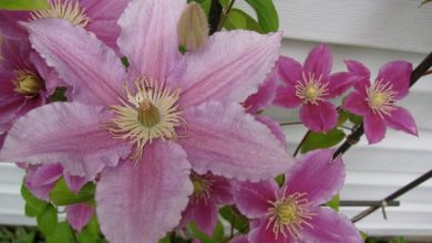 Photo of Clematis piilu