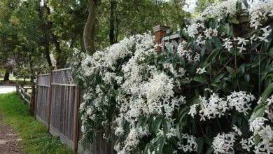 Photo of Evergreen Clematis