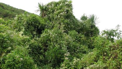 Photo of Clematis vitalba