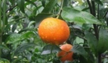 Photo of Clementine – Citrus clementina