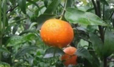 Photo of Clementine – Citrus clementina