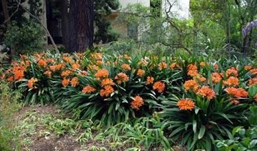 Photo of Clivia miniata