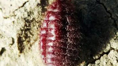 Photo of Cochonilha vermelha