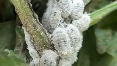 Photo of cochonilhas brancas em plantas: Removendo a escala cottony almofada
