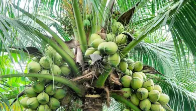 Photo of Coco: nutricionais propriedades e benefícios para a Saúde