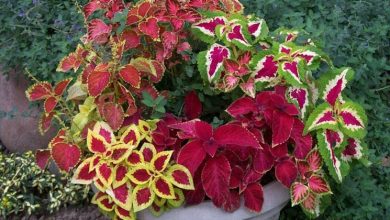 Photo of Coleus