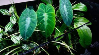 Photo of Colocasia