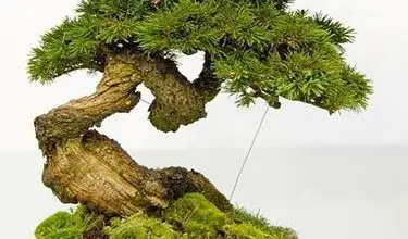 Photo of Crescer bonsai