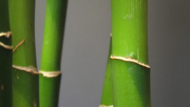 Photo of Cultivo de canas de bambu