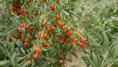 Photo of Cultivando goji