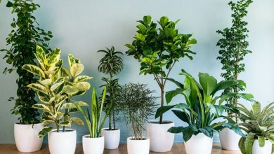 Photo of Cultivo de plantas de interior