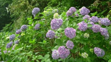 Photo of Cultivar hortênsias