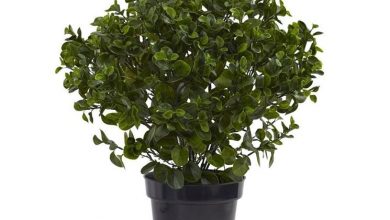 Photo of Crescer peperomia