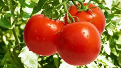 Photo of Cultivar tomates
