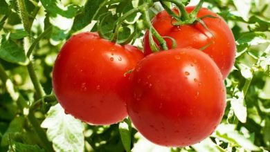 Photo of Cultivar tomates