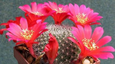 Photo of Cultivo de cactos