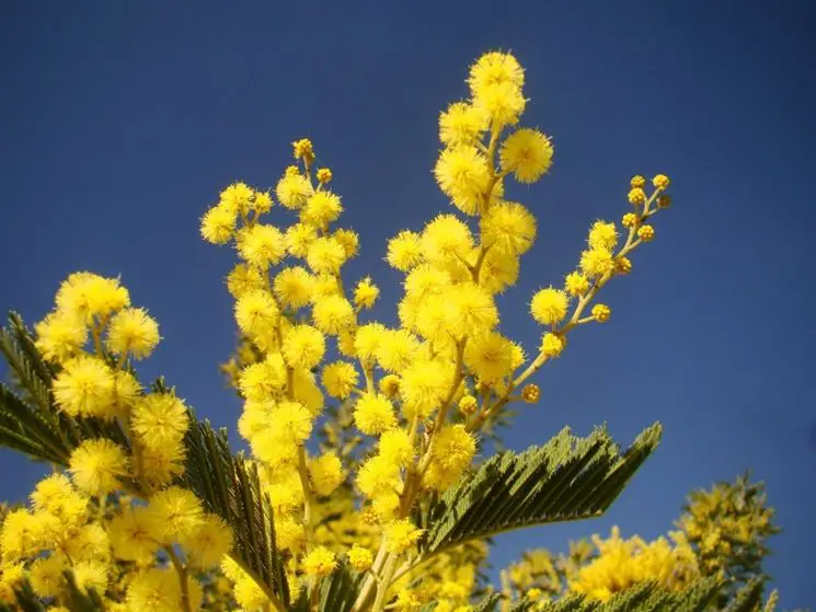 Cultivo em vaso de mimosa - Noticias De Jardim
