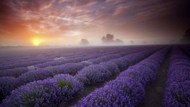 Photo of Cultivo de lavanda